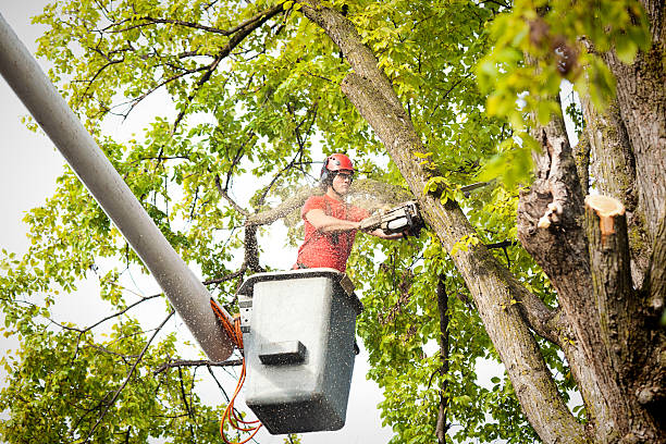 Bruceville Eddy, TX Tree Removal Company