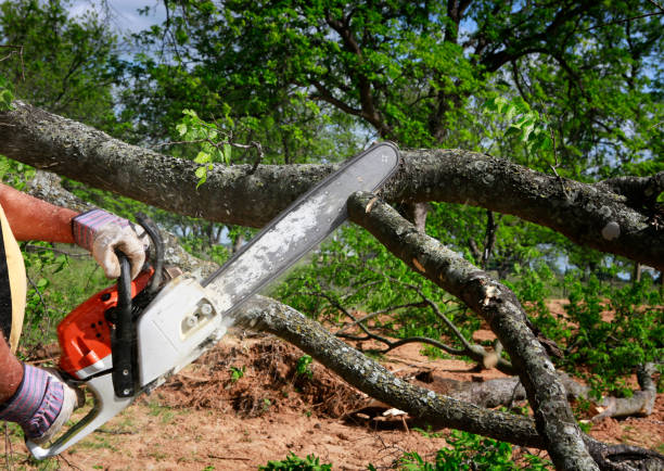 How Our Tree Care Process Works  in  Bruceville Eddy, TX